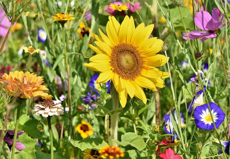 Gardening Forum